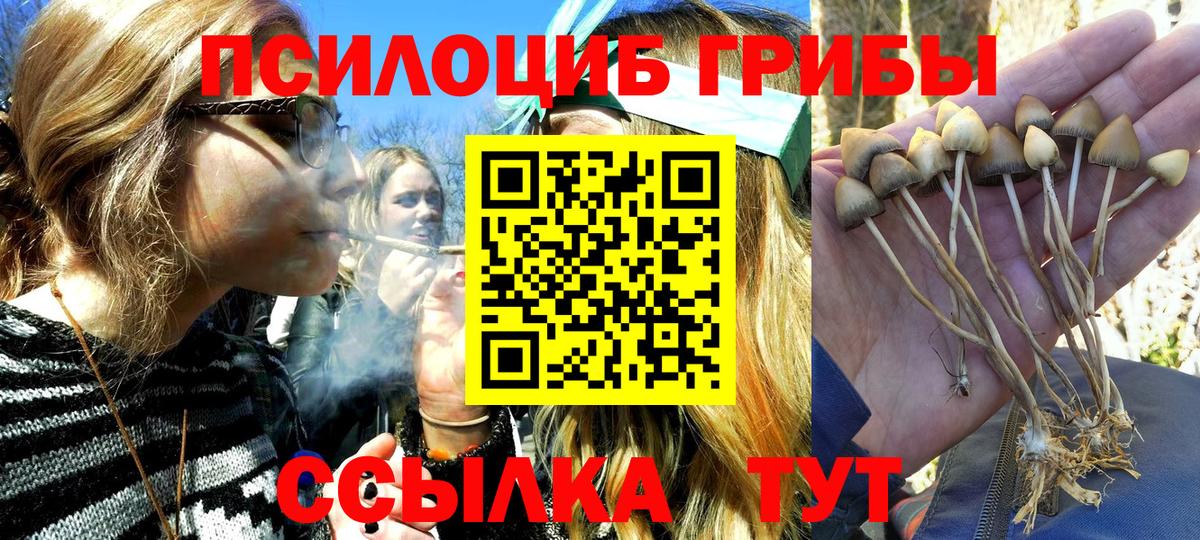 Ржев  Галлюциногенные грибы Psilocybe  Вход с VPN 